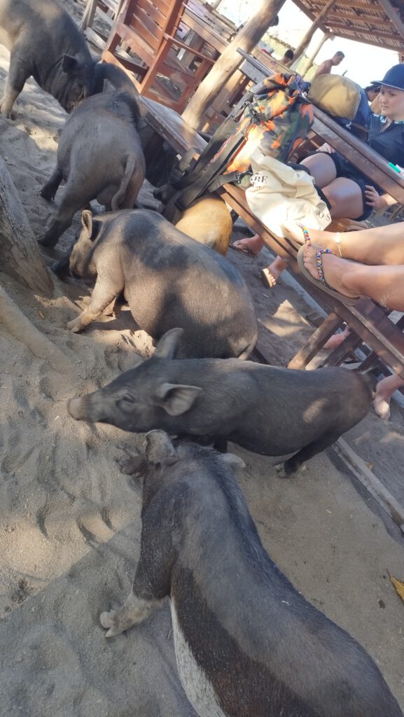 Schweine auf Koh Mad Sum